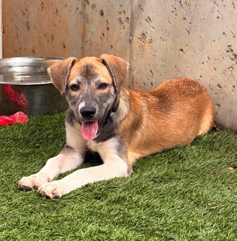 Enlarge Taryn, a Adoptable mixed breed in Sunrise Beach, MO image 4/4
