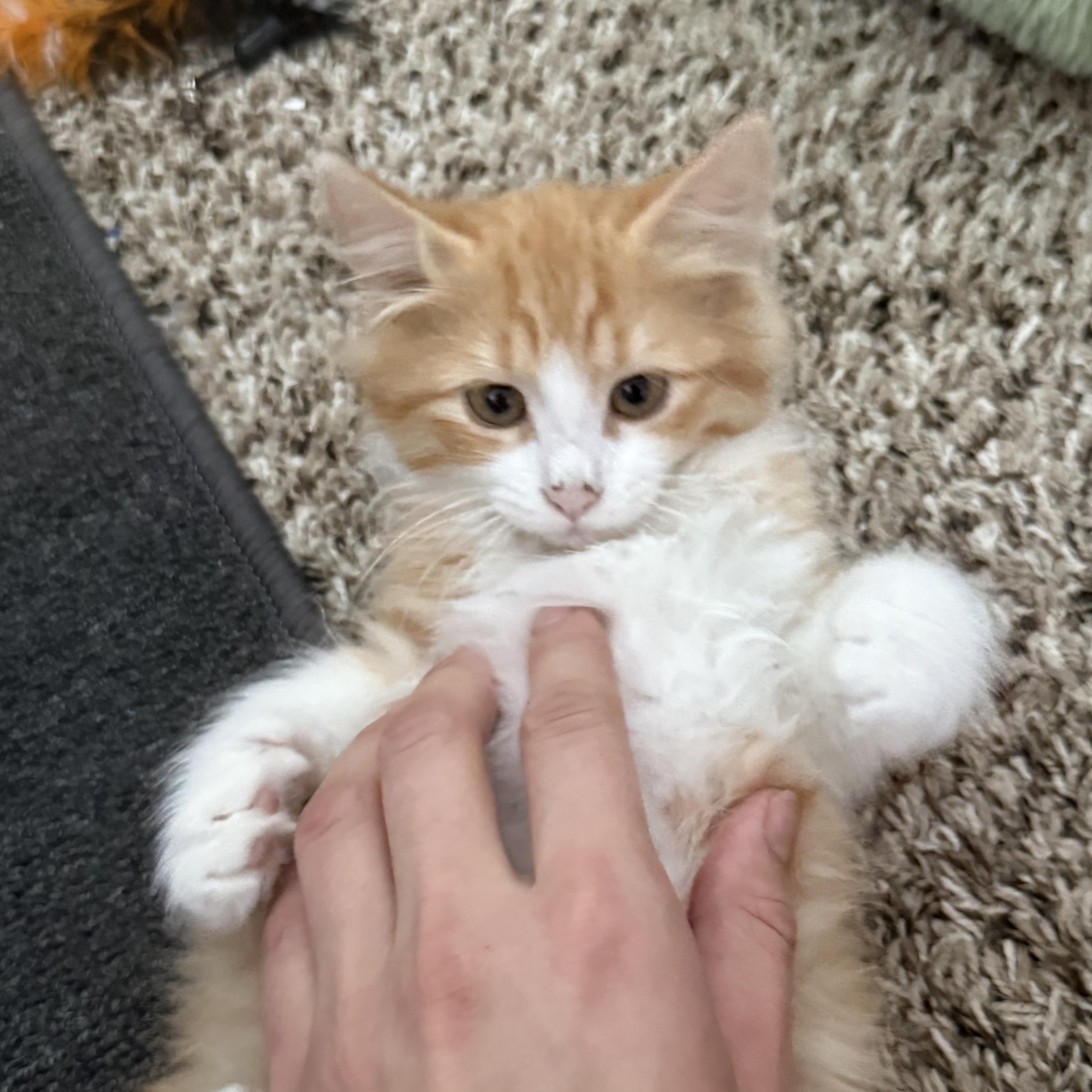 Enlarge Creamsicle, a Adoptable Domestic Long Hair in Portland, OR image 2/5