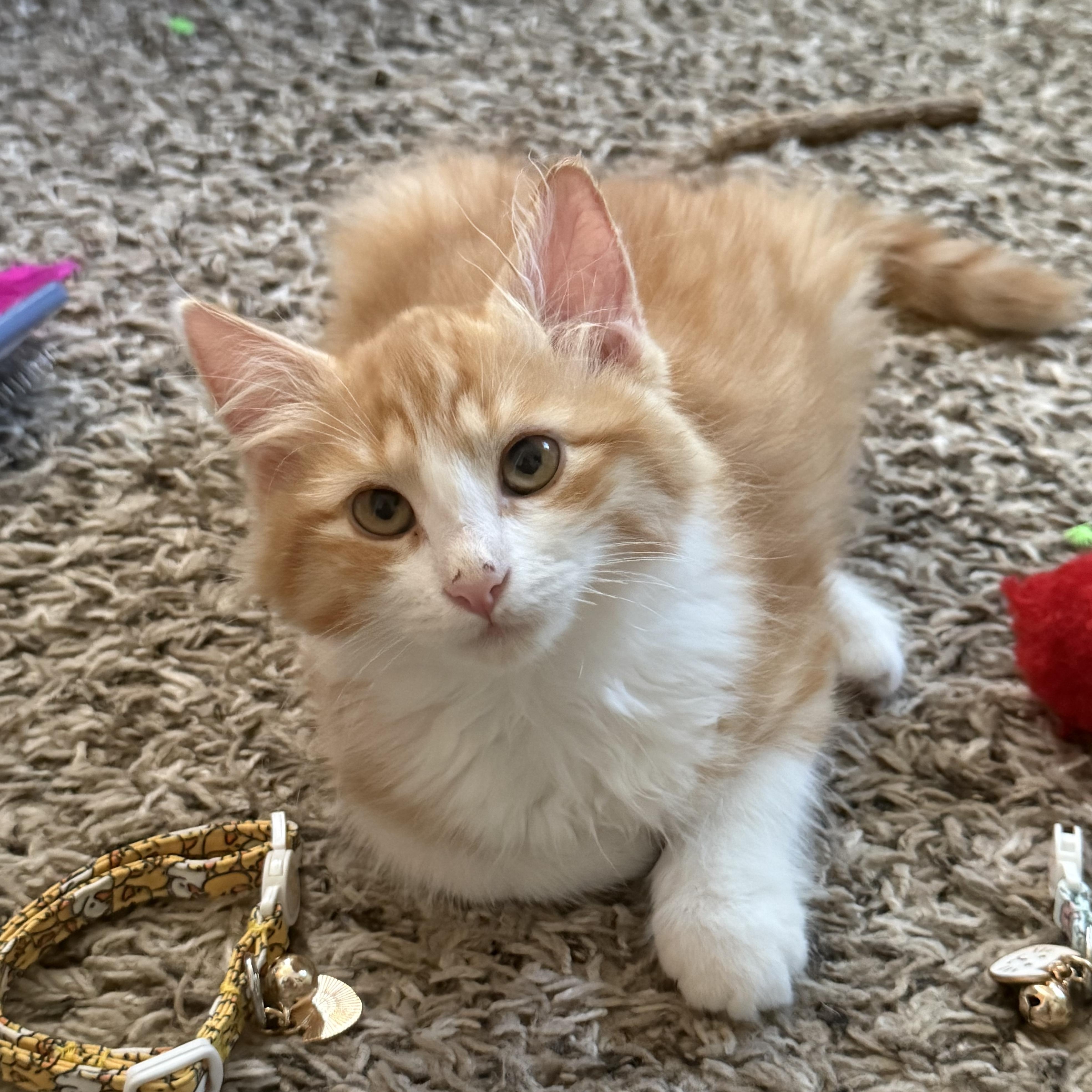 Enlarge Creamsicle, a Adoptable Domestic Long Hair in Portland, OR image 3/5