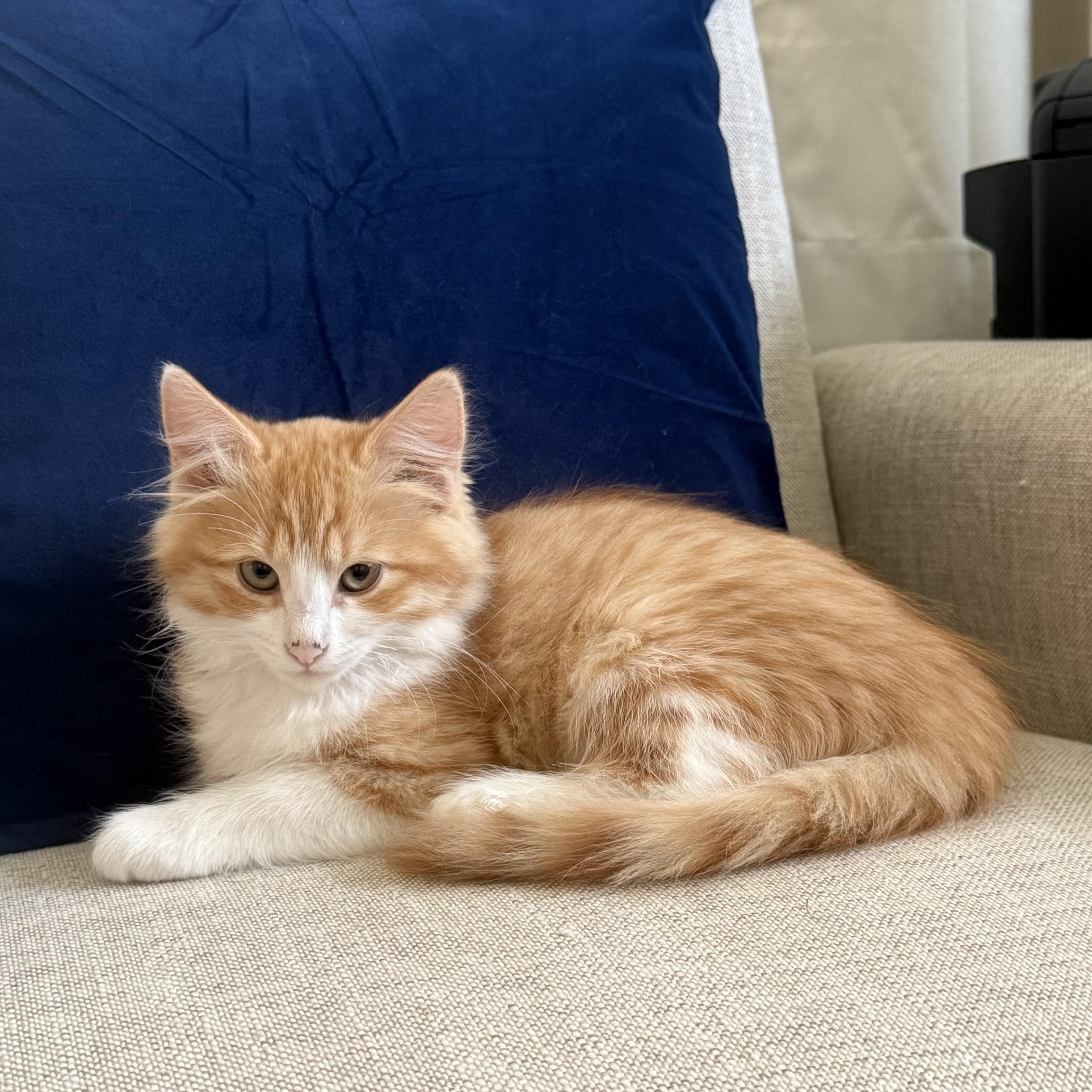 Creamsicle, Adoptable, Kitten Female Domestic Long Hair.