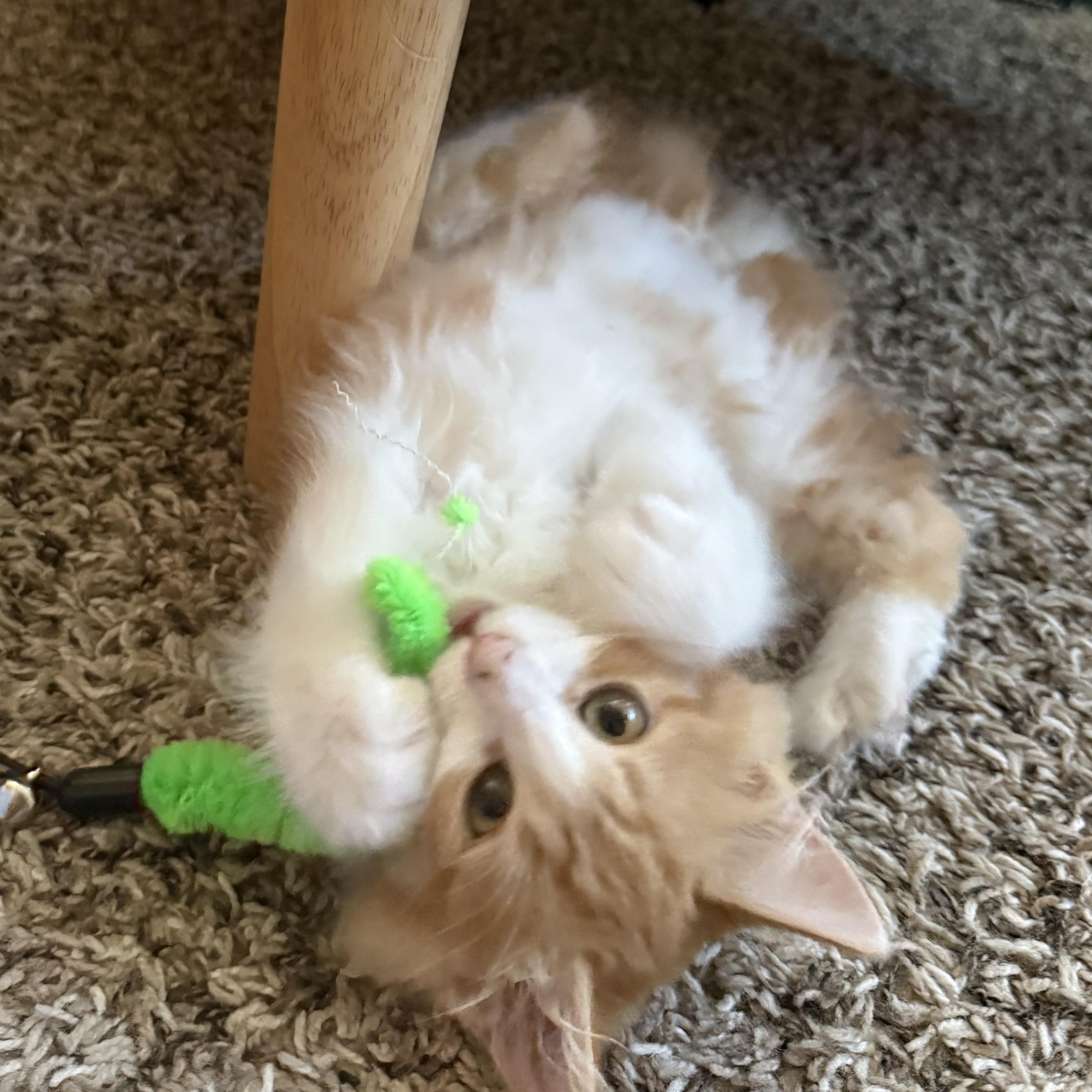 Enlarge Creamsicle, a Adoptable Domestic Long Hair in Portland, OR image 5/5