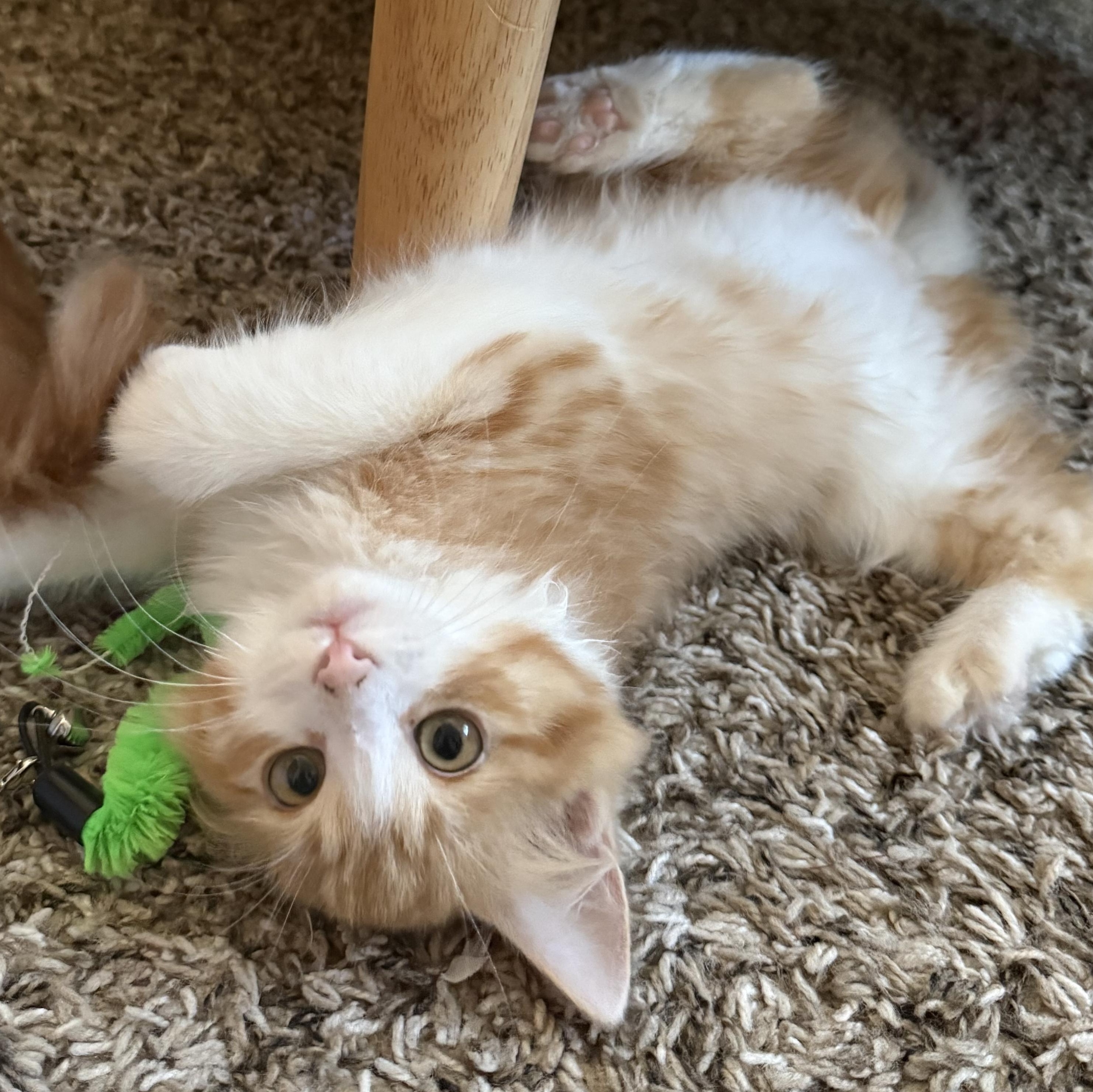 Enlarge Creamsicle, a Adoptable Domestic Long Hair in Portland, OR image 4/5