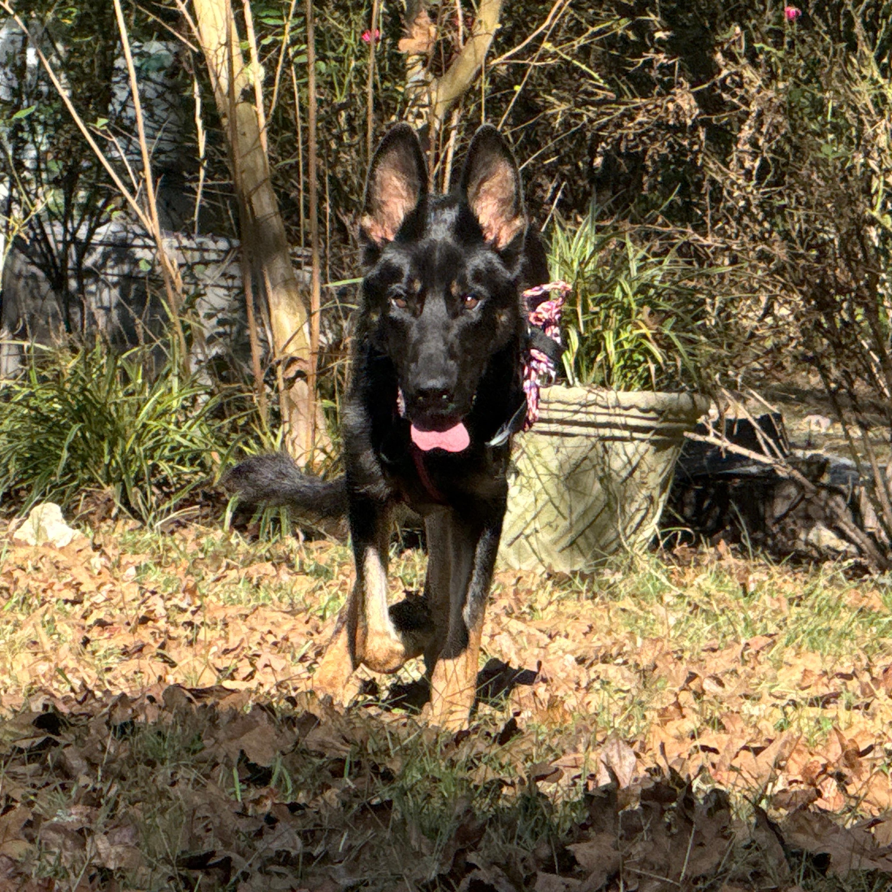 Chase, a ADOPTABLE German Shepherd Dog in Ragland, AL image 3/5