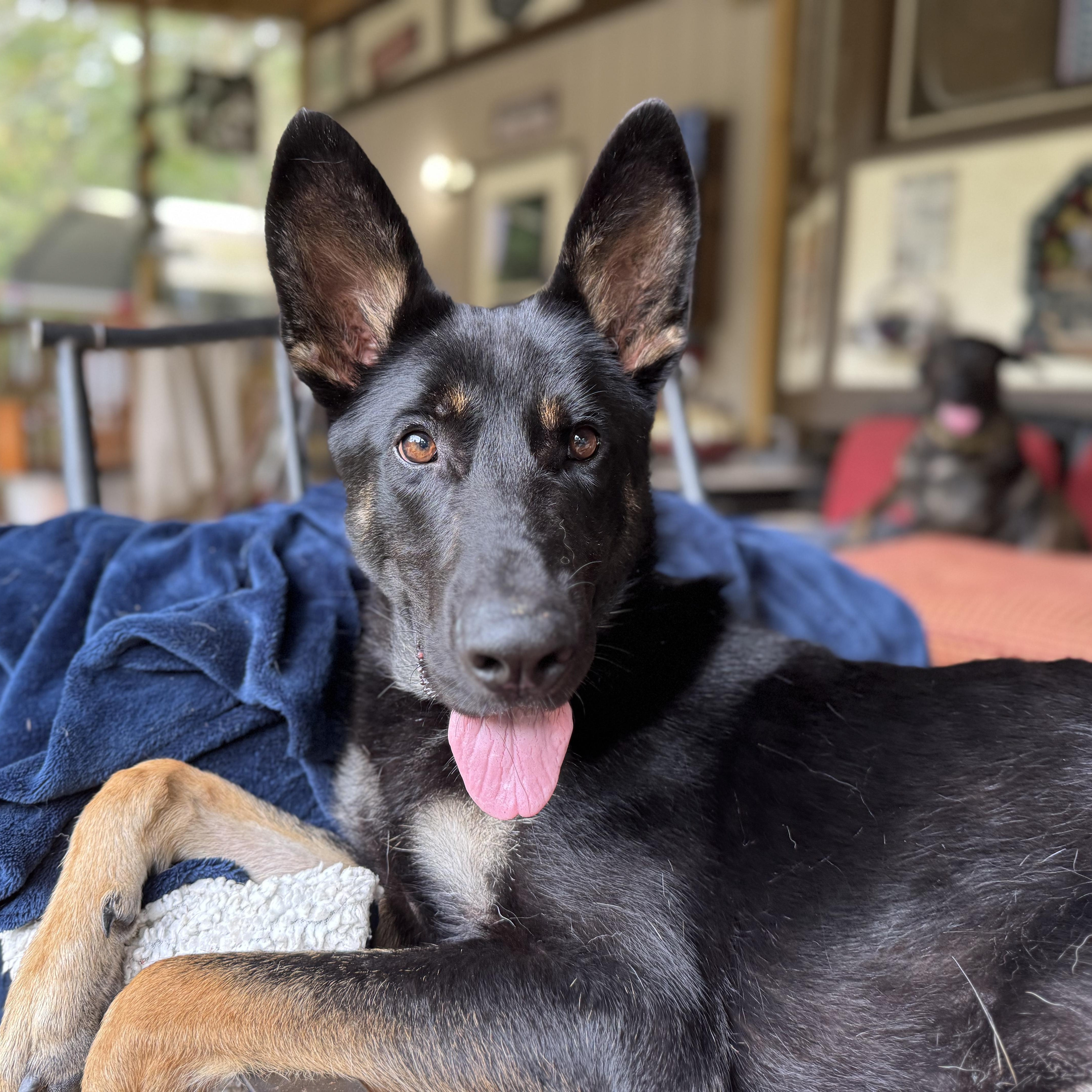 Chase, a ADOPTABLE German Shepherd Dog in Ragland, AL image 4/5
