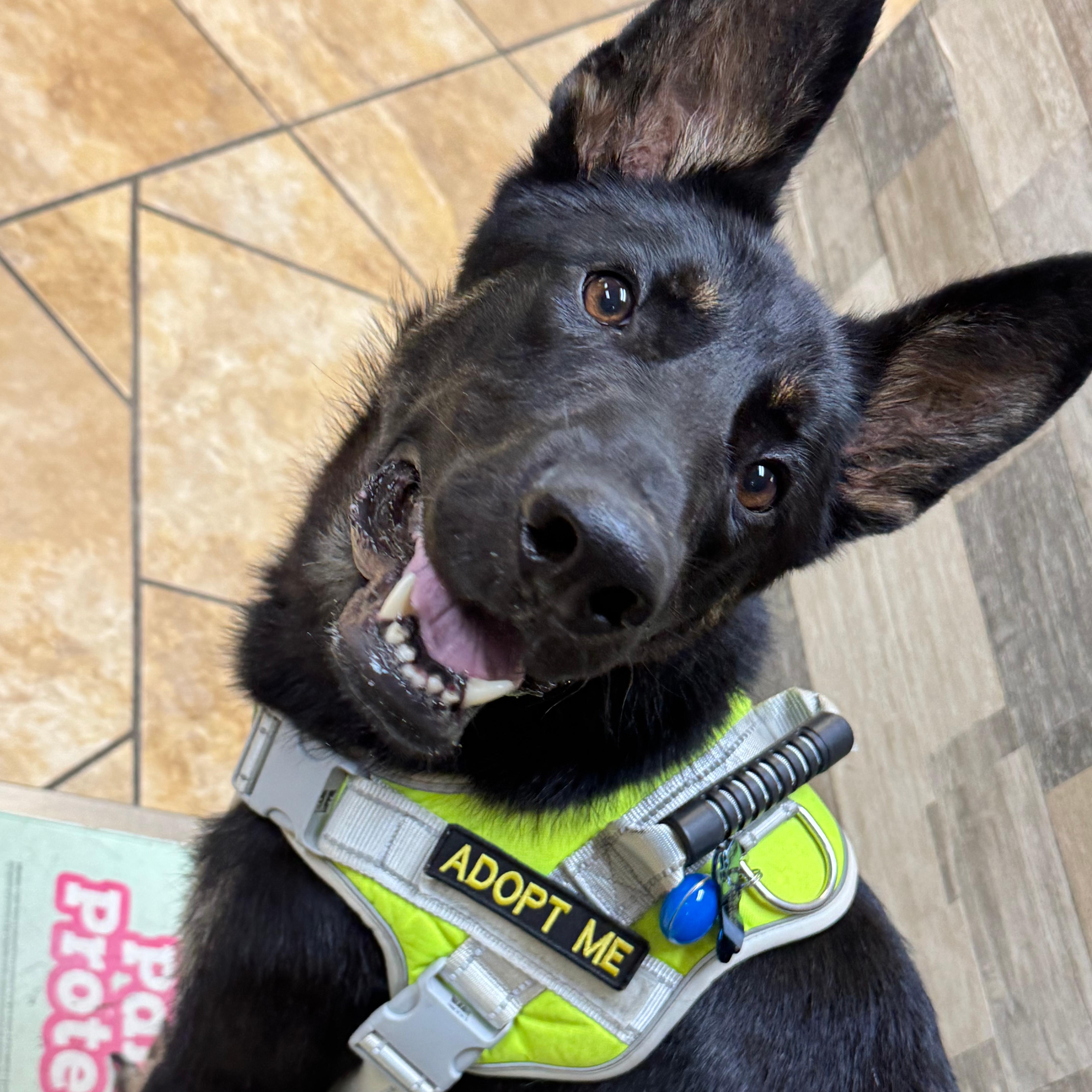 Chase, a ADOPTABLE German Shepherd Dog in Ragland, AL image 1/5