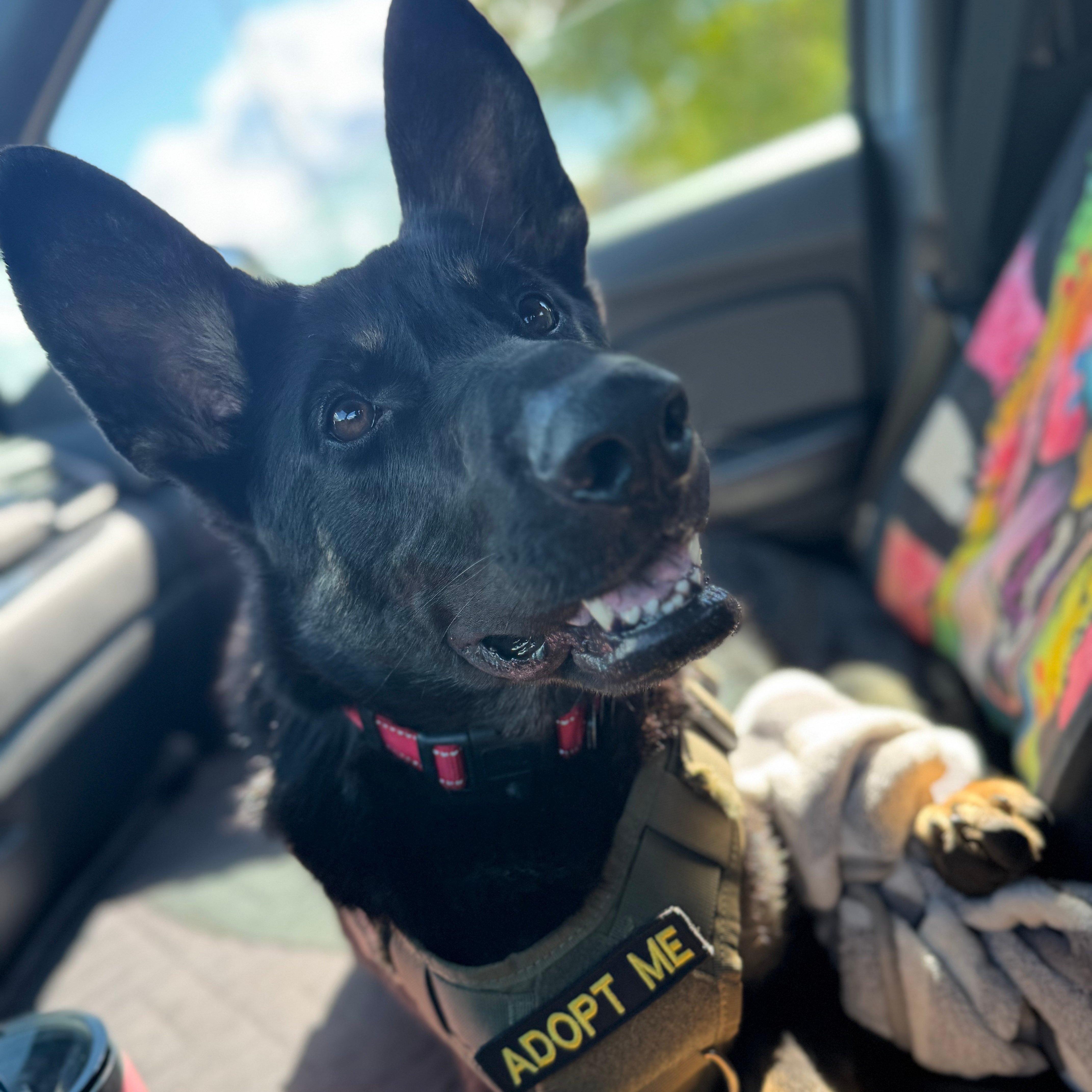 Chase, a ADOPTABLE German Shepherd Dog in Ragland, AL image 2/5