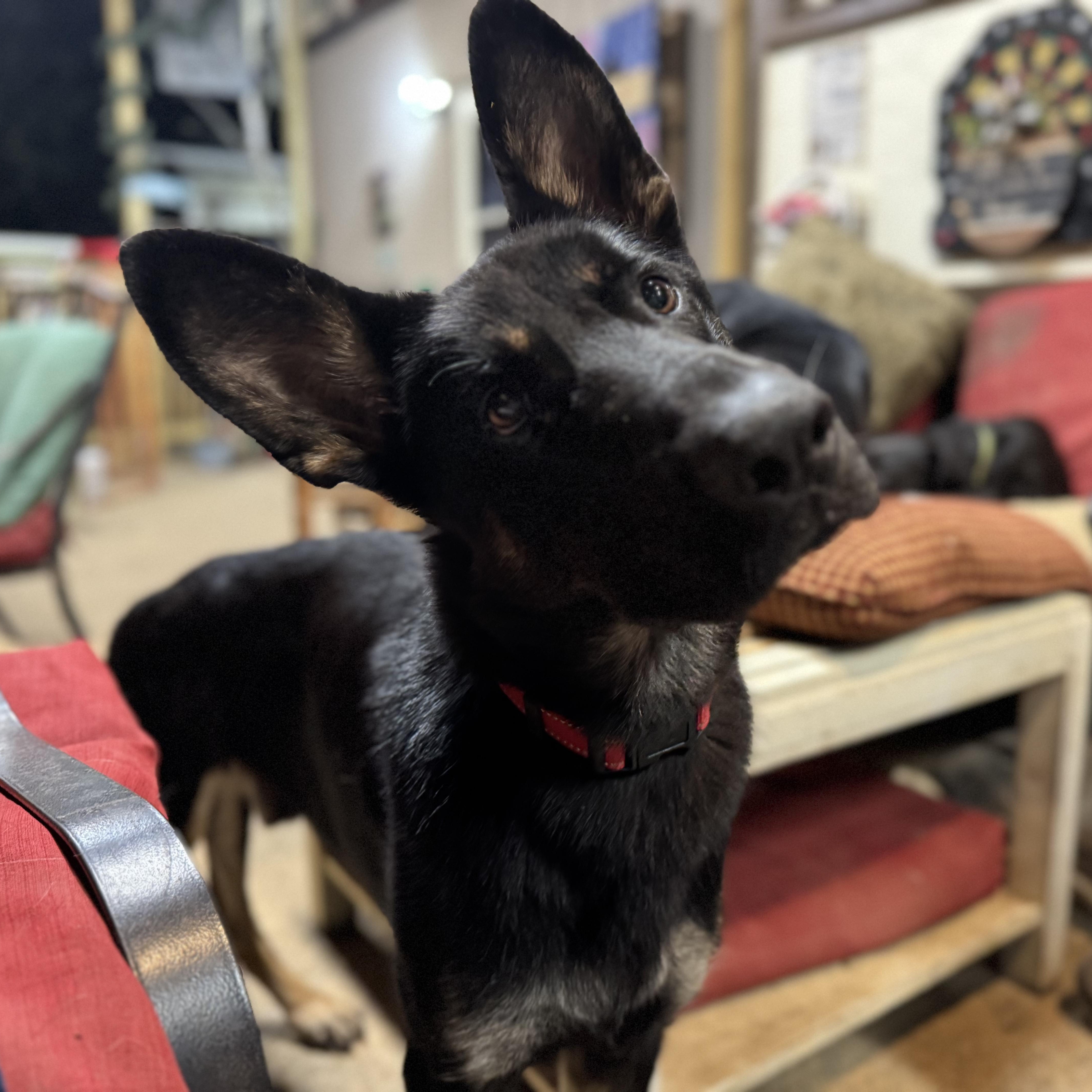 Chase, a ADOPTABLE German Shepherd Dog in Ragland, AL image 5/5