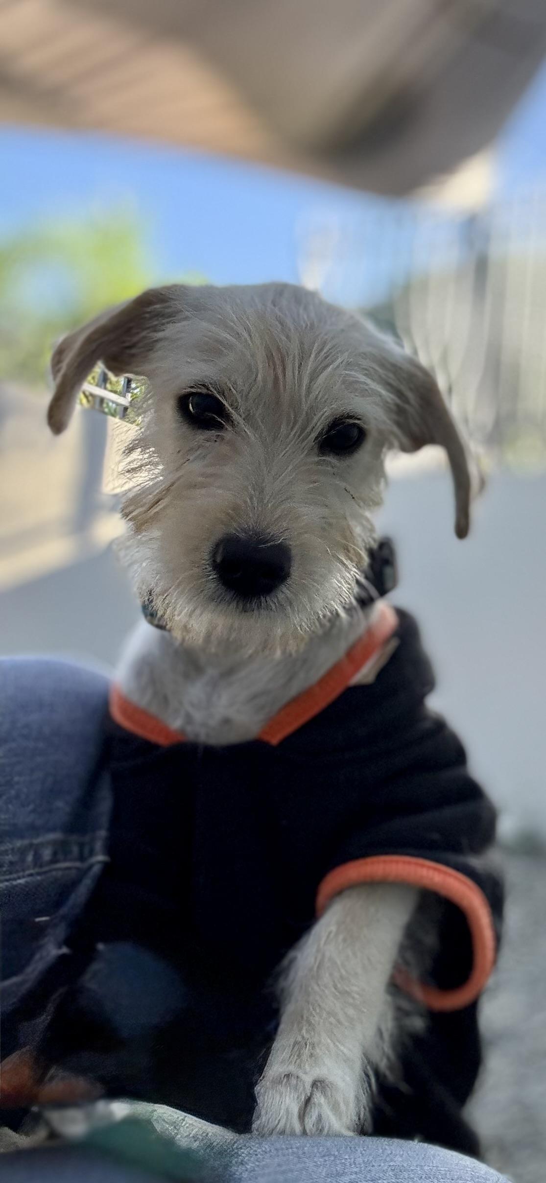 Enlarge Vicky Mae, an adopted mixed breed in Woburn, MA image 4/6