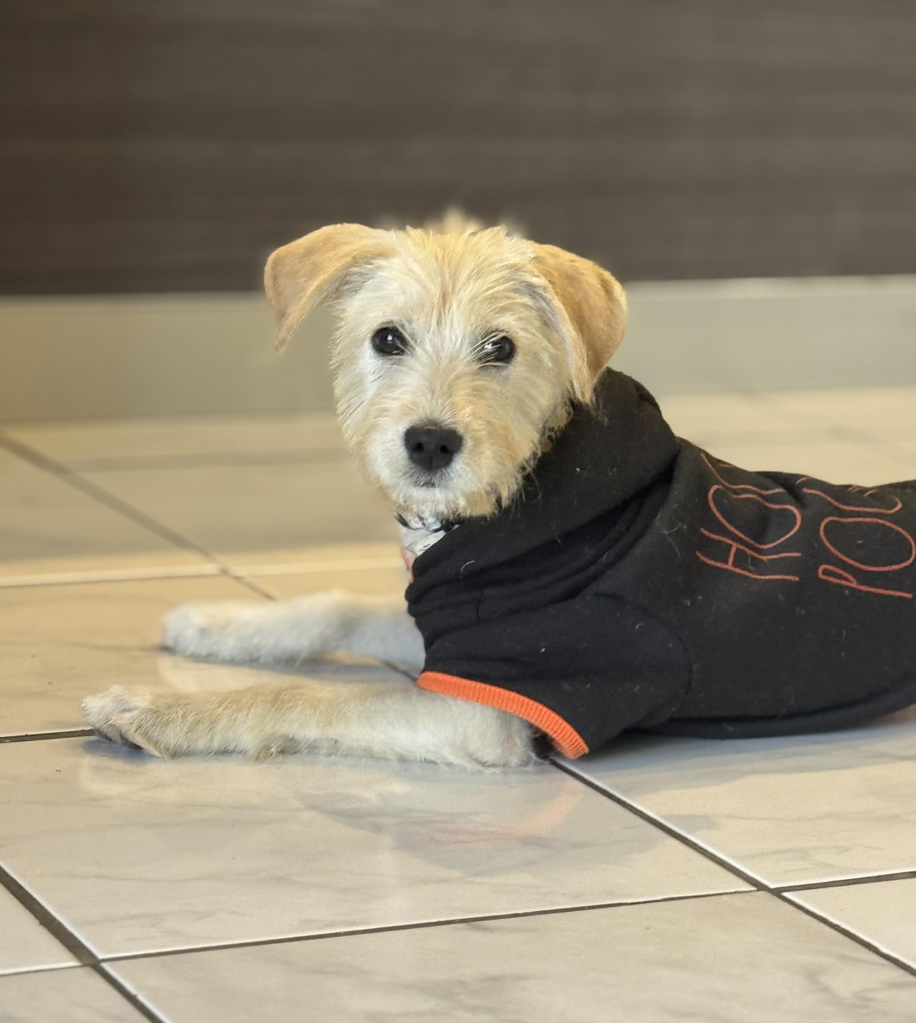 Enlarge Vicky Mae, an adopted mixed breed in Woburn, MA image 2/6