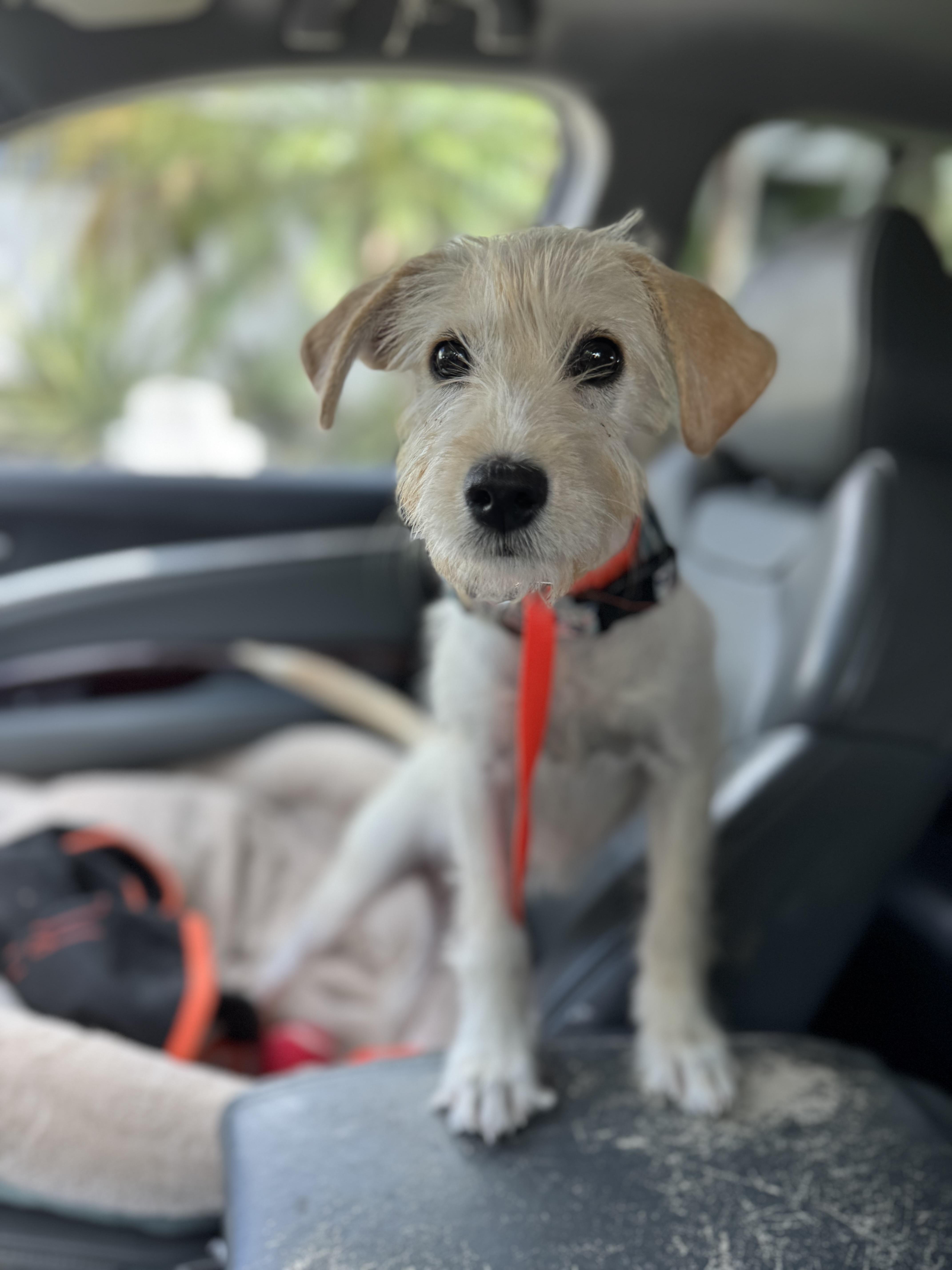 Enlarge Vicky Mae, an adopted mixed breed in Woburn, MA image 3/6