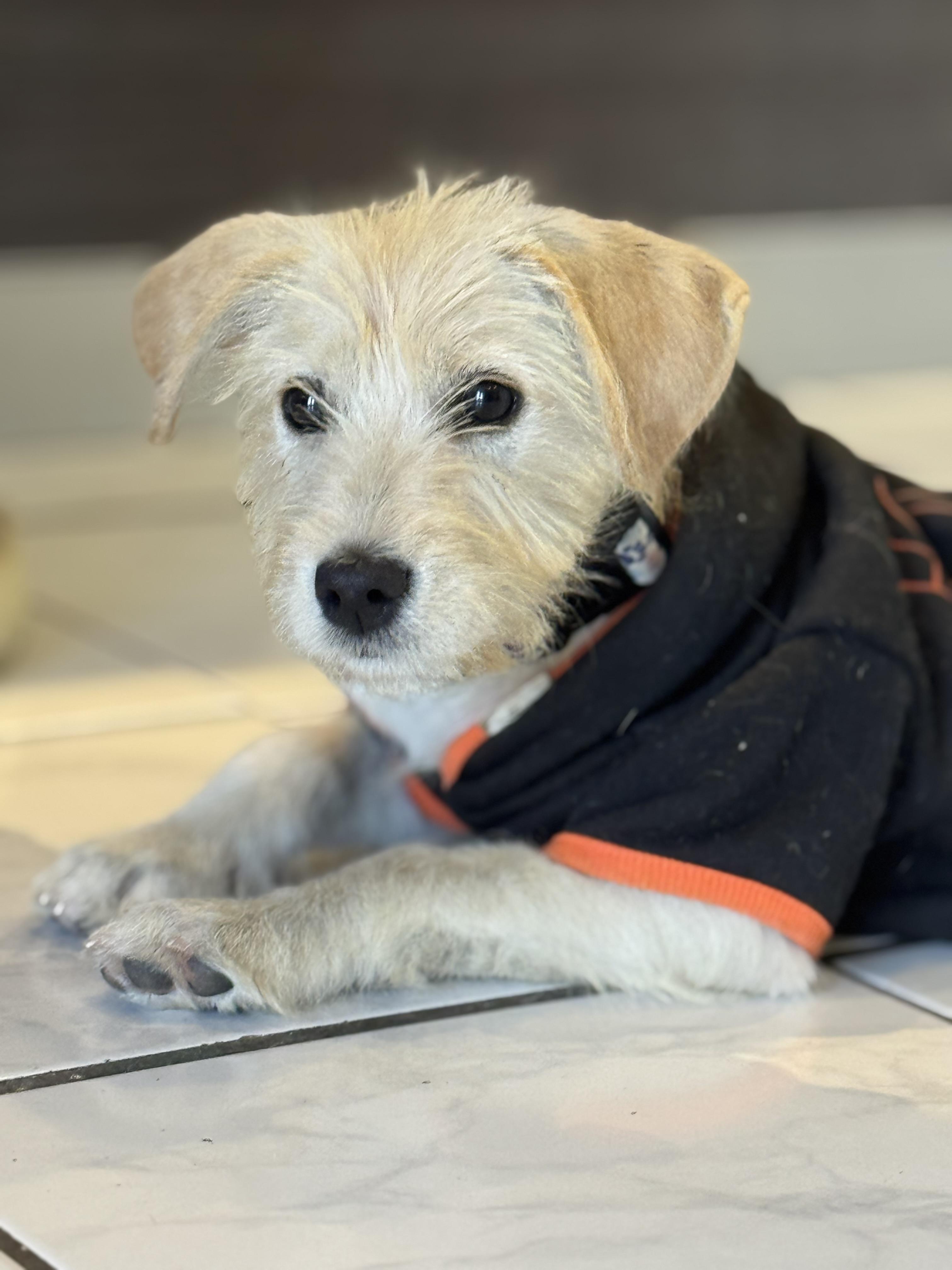 Enlarge Vicky Mae, an adopted mixed breed in Woburn, MA image 5/6