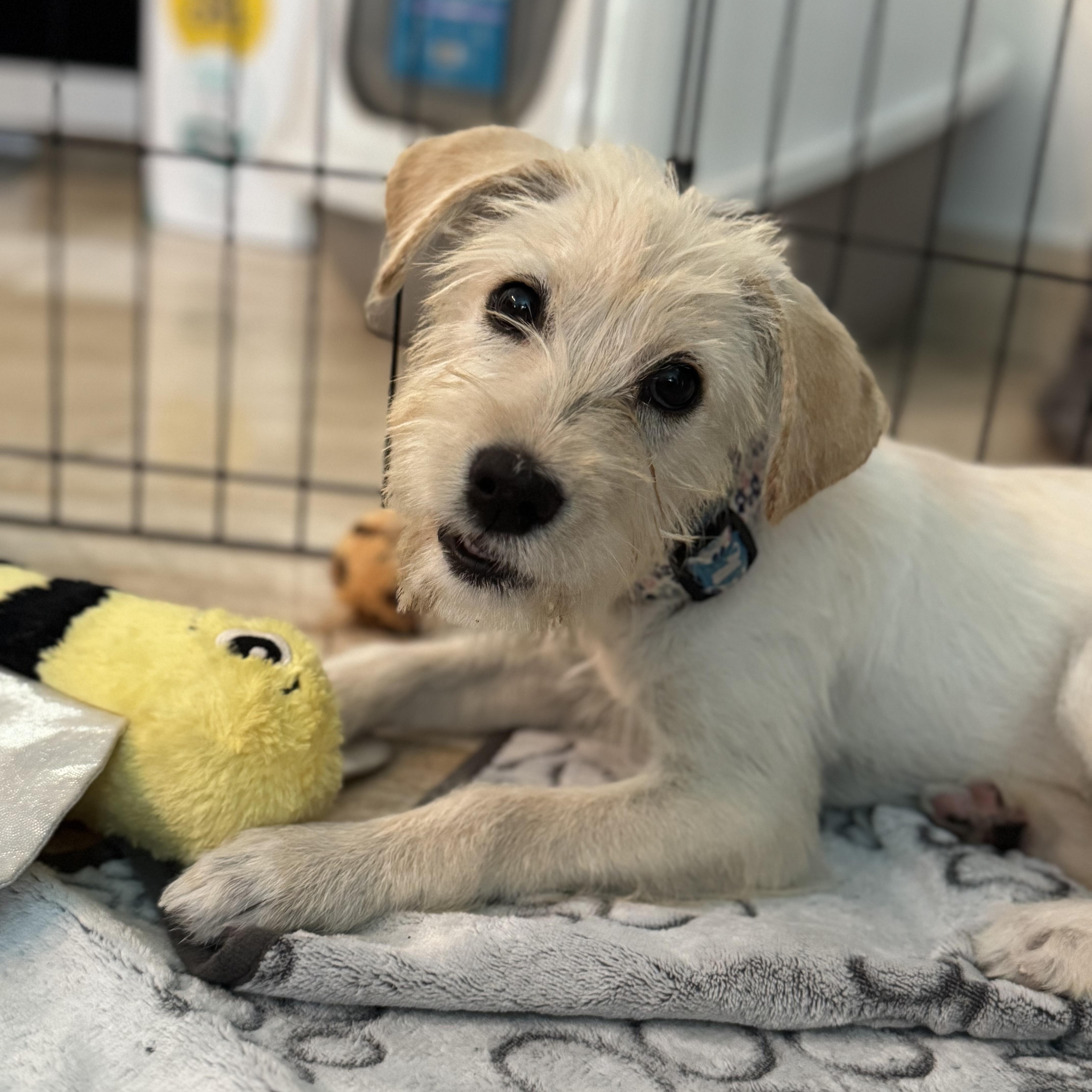 Enlarge Vicky Mae, an adopted mixed breed in Woburn, MA image 1/6