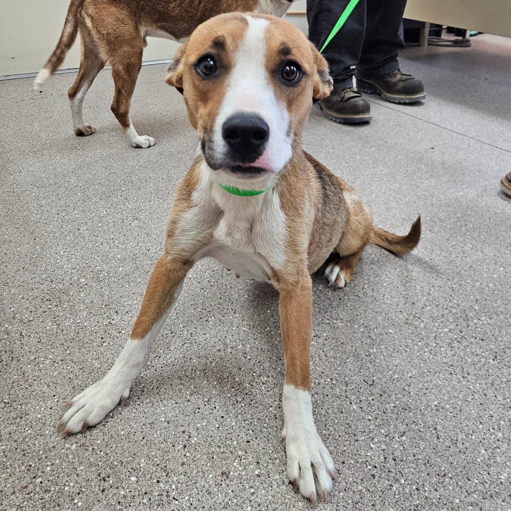 Carmen, ADOPTABLE, Adult Female Pit Bull Terrier.