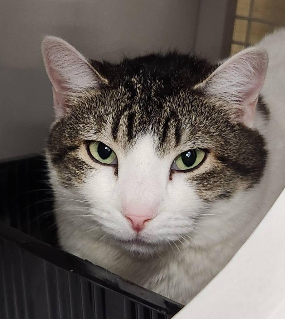 Enlarge Togapi, a Adoptable mixed breed in Ogden, UT image 1/4