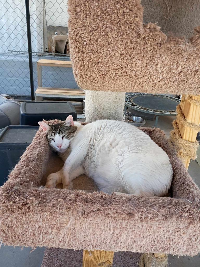 Enlarge Togapi, a Adoptable mixed breed in Ogden, UT image 3/5