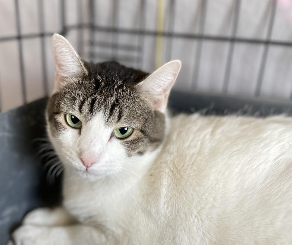 Enlarge Togapi, a Adoptable mixed breed in Ogden, UT image 3/4