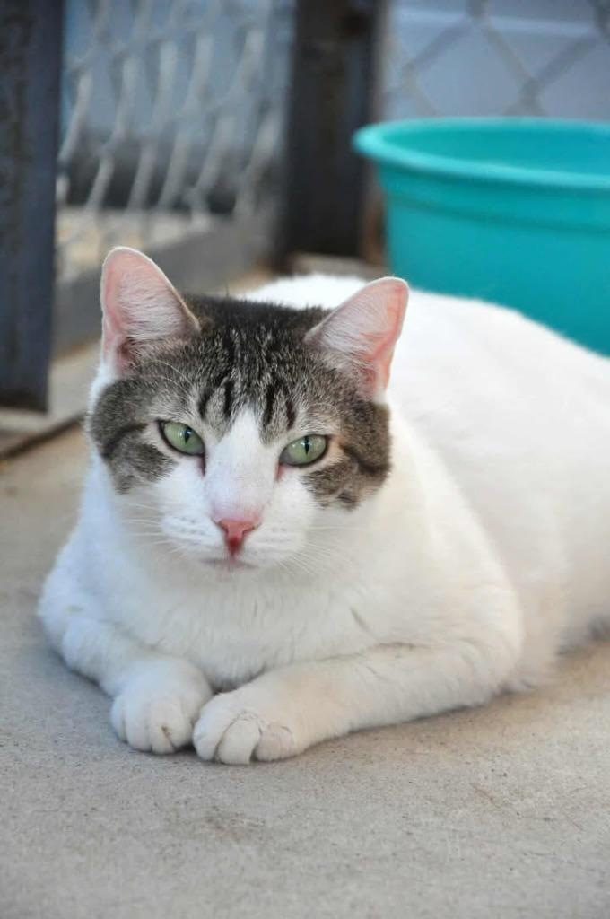 Enlarge Togapi, a Adoptable mixed breed in Ogden, UT image 3/3