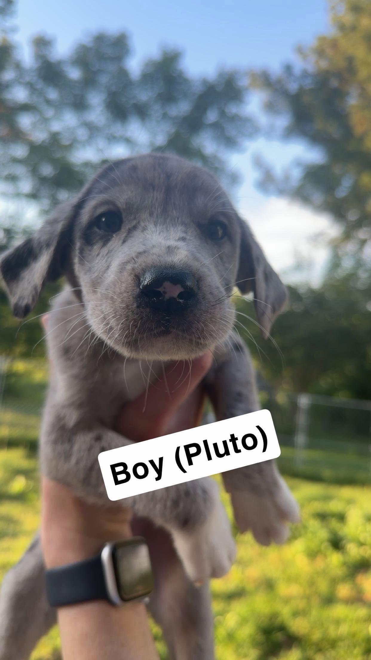 Enlarge Pluto, a Adoptable mixed breed in Chambersburg, PA image 1/1