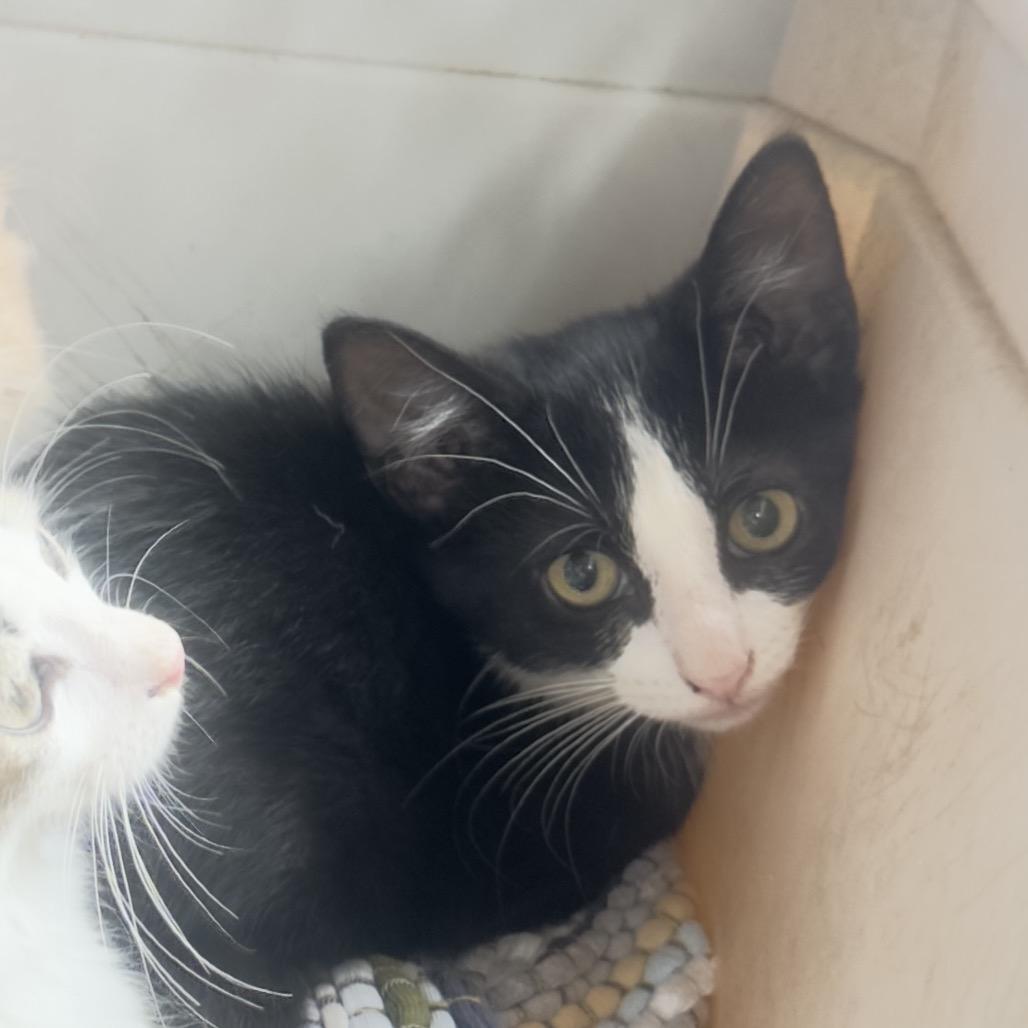 Ziggy 1854RJ39, Adoptable, Kitten Male Domestic Short Hair.