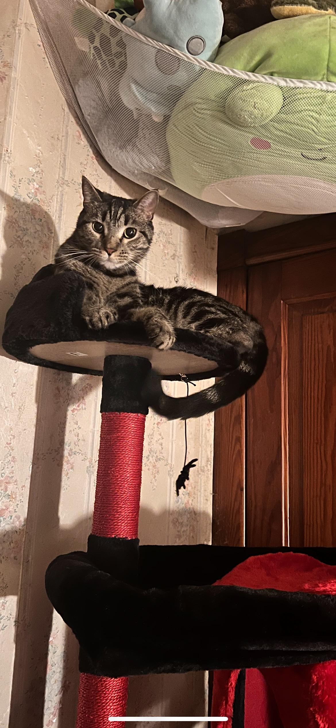 Enlarge Butter, a Adopted Domestic Short Hair in Saylorsburg, PA image 2/4