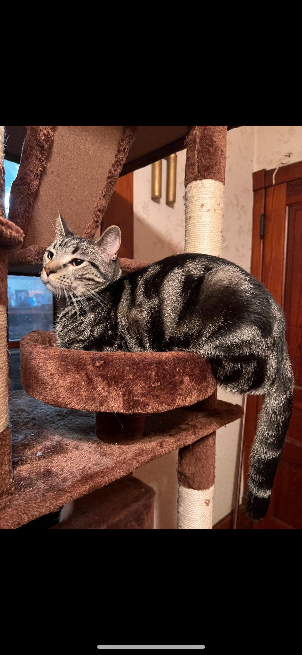 Enlarge Butter, a Adopted Domestic Short Hair in Saylorsburg, PA image 1/4