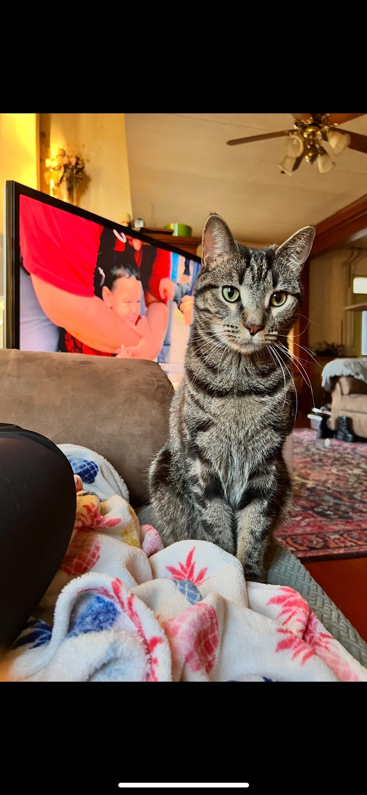 Enlarge Butter, a Adopted Domestic Short Hair in Saylorsburg, PA image 4/4