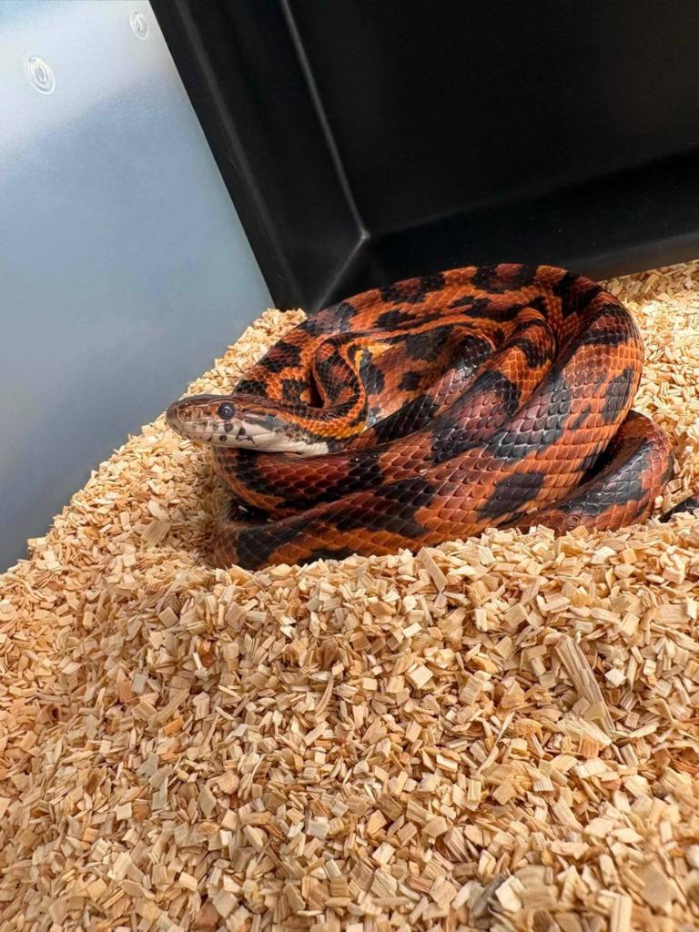 Copper, a Adoptable Corn / Rat in FRANKTON, IN image 2/3