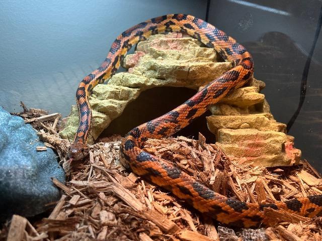 Copper, Adoptable, Senior Male Corn / Rat.