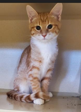 Duckie & Snow, an adoptable Domestic Short Hair in Thayne, WY, 83127 | Photo Image 1