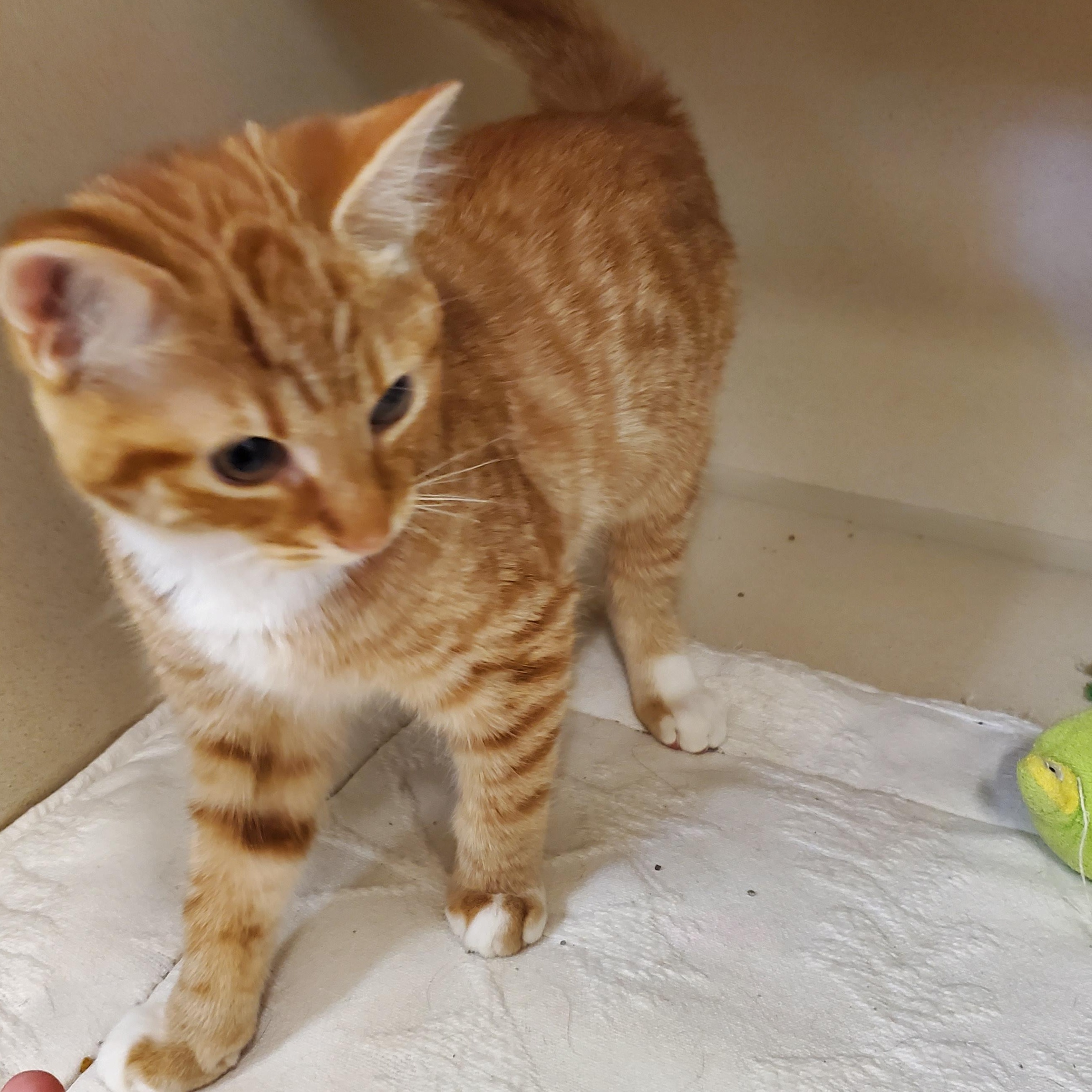Duckie & Snow, an adoptable Domestic Short Hair in Thayne, WY, 83127 | Photo Image 4