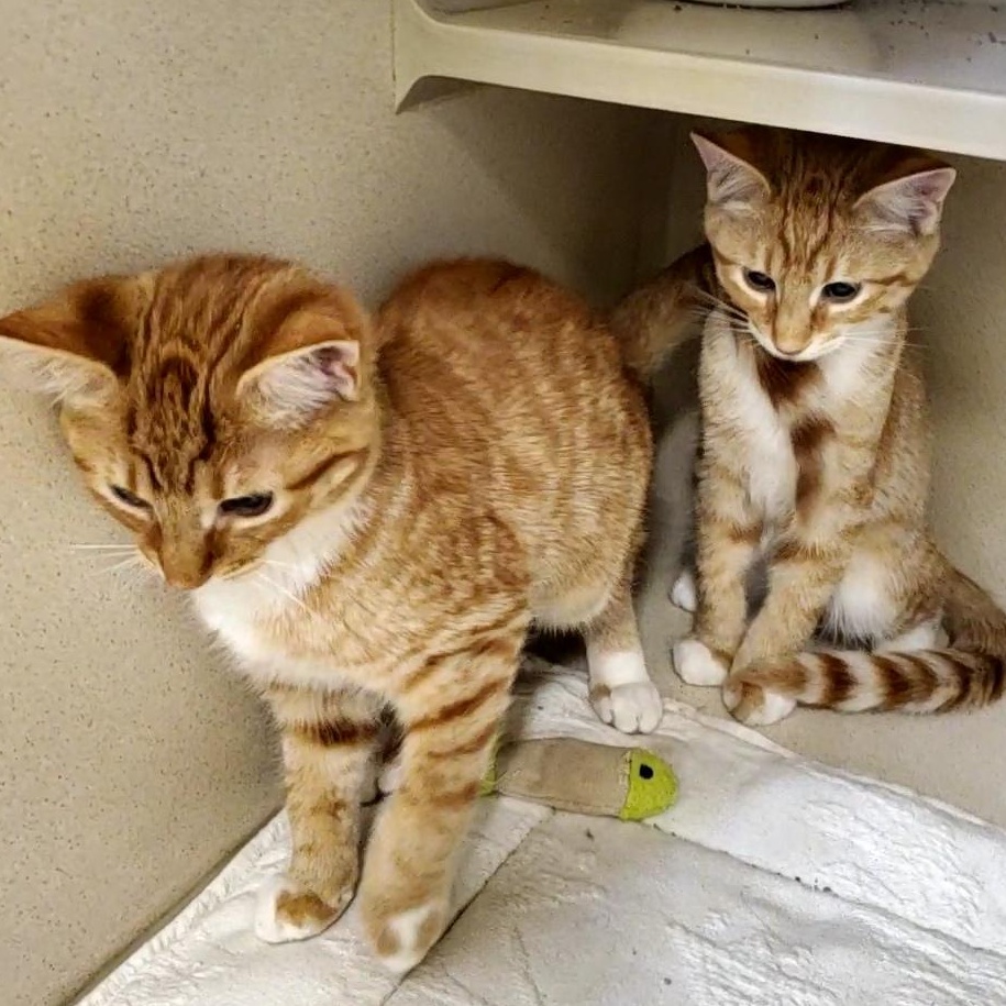 Duckie & Snow, an adoptable Domestic Short Hair in Thayne, WY, 83127 | Photo Image 2