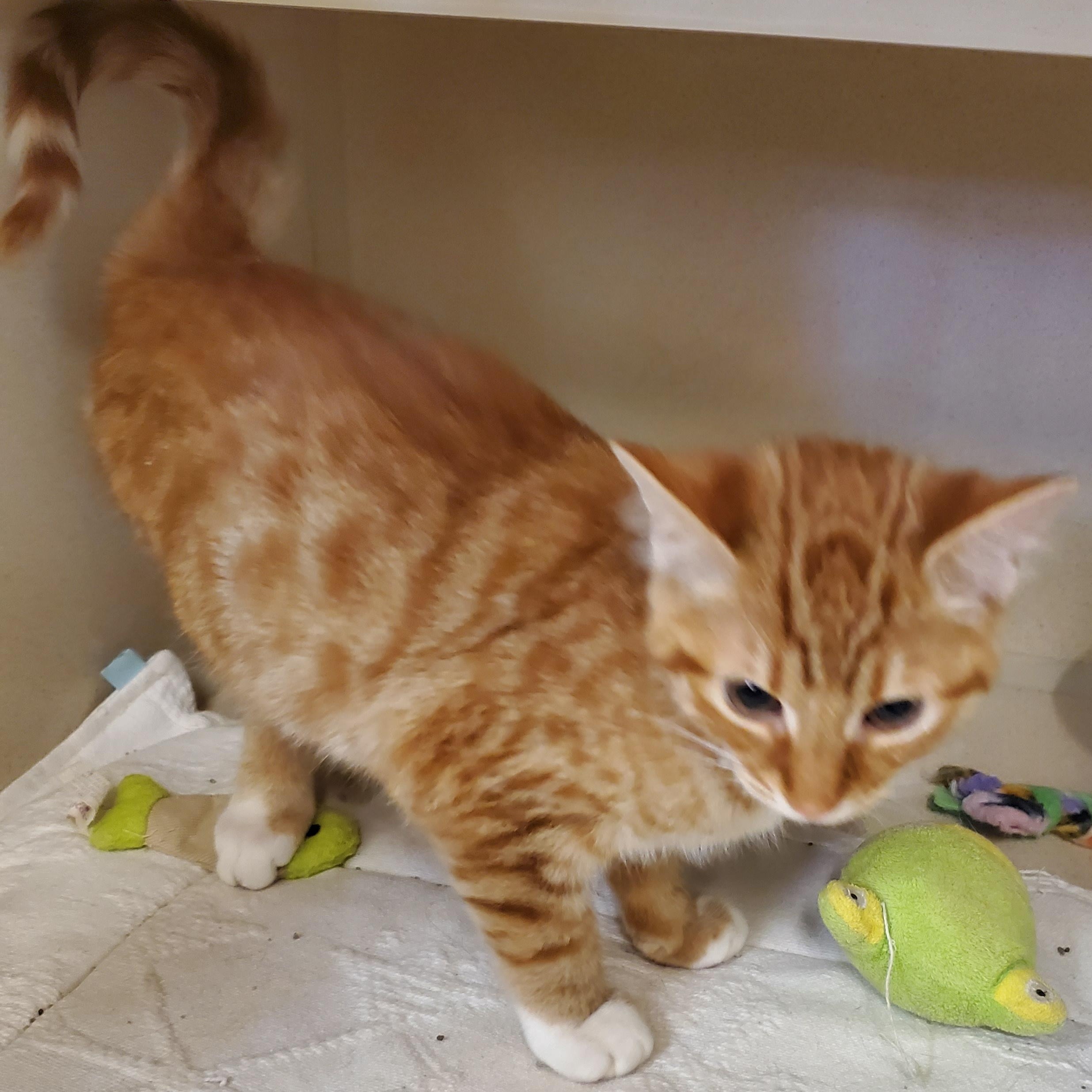 Duckie & Snow, an adoptable Domestic Short Hair in Thayne, WY, 83127 | Photo Image 3