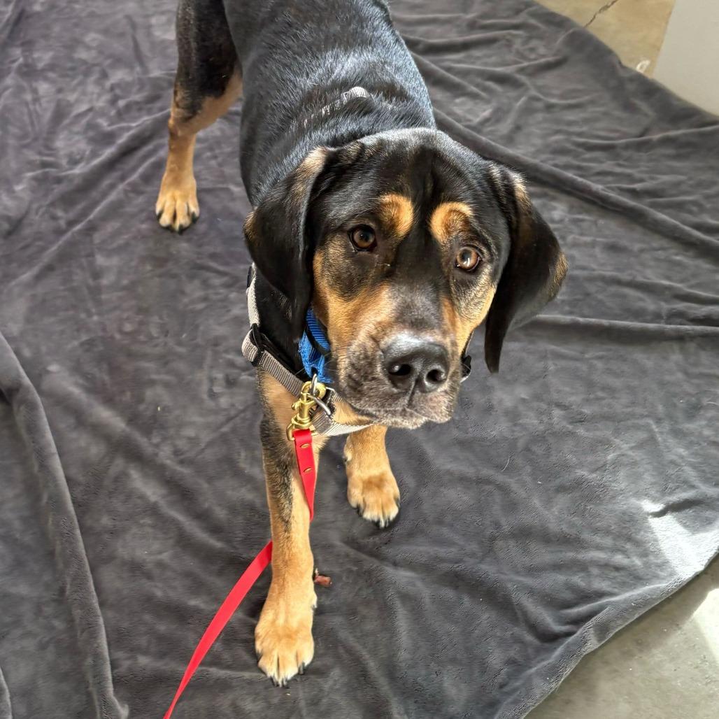 Buddy *in foster*, Adoptable, Adult Male Hound.