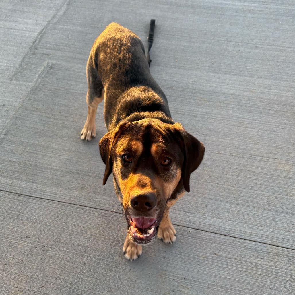 Enlarge Buddy *in foster*, a Adoptable mixed breed in Dover, NH image 2/6