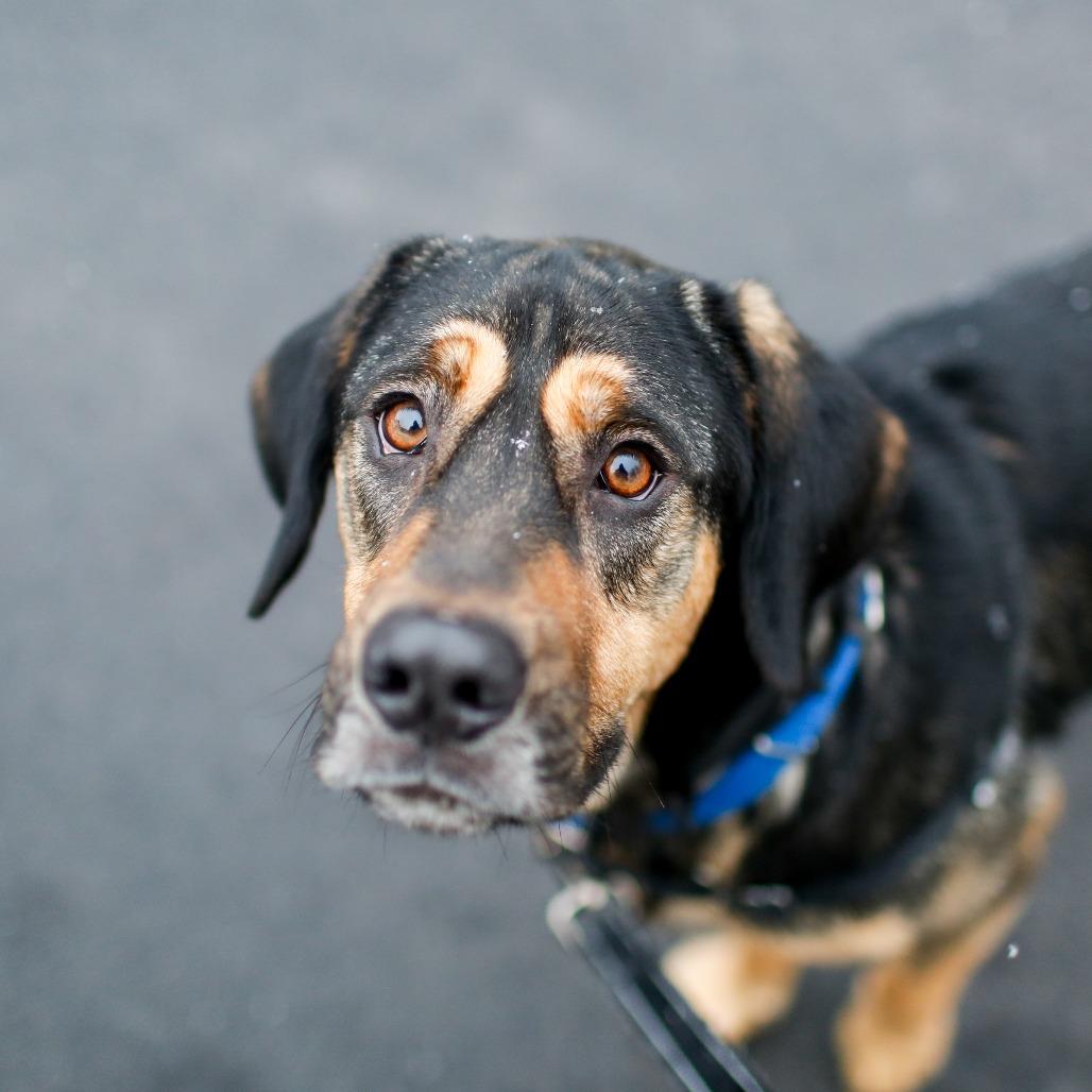 Enlarge Buddy *in foster*, a Adoptable mixed breed in Dover, NH image 3/6