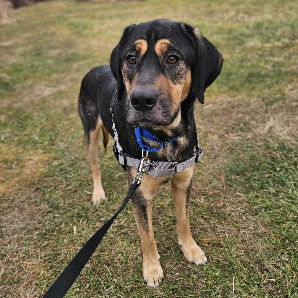 Enlarge Buddy *in foster*, a Adoptable mixed breed in Dover, NH image 5/6