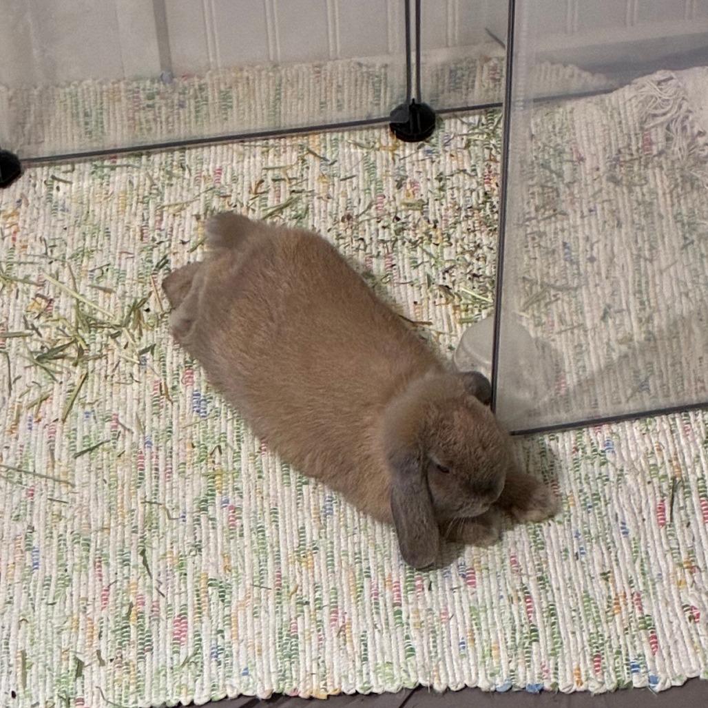 Luna M12865, Adoptable, Baby Female French Lop.