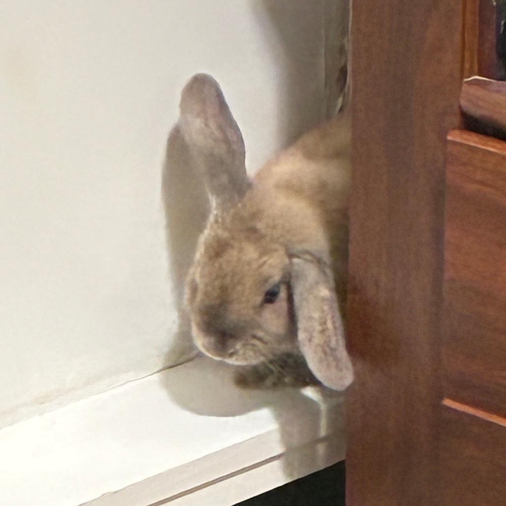 Enlarge Luna M12865, a Adoptable French Lop in Princeton, MN image 2/3