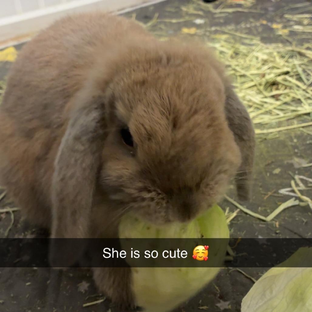 Enlarge Luna M12865, a Adoptable French Lop in Princeton, MN image 3/3