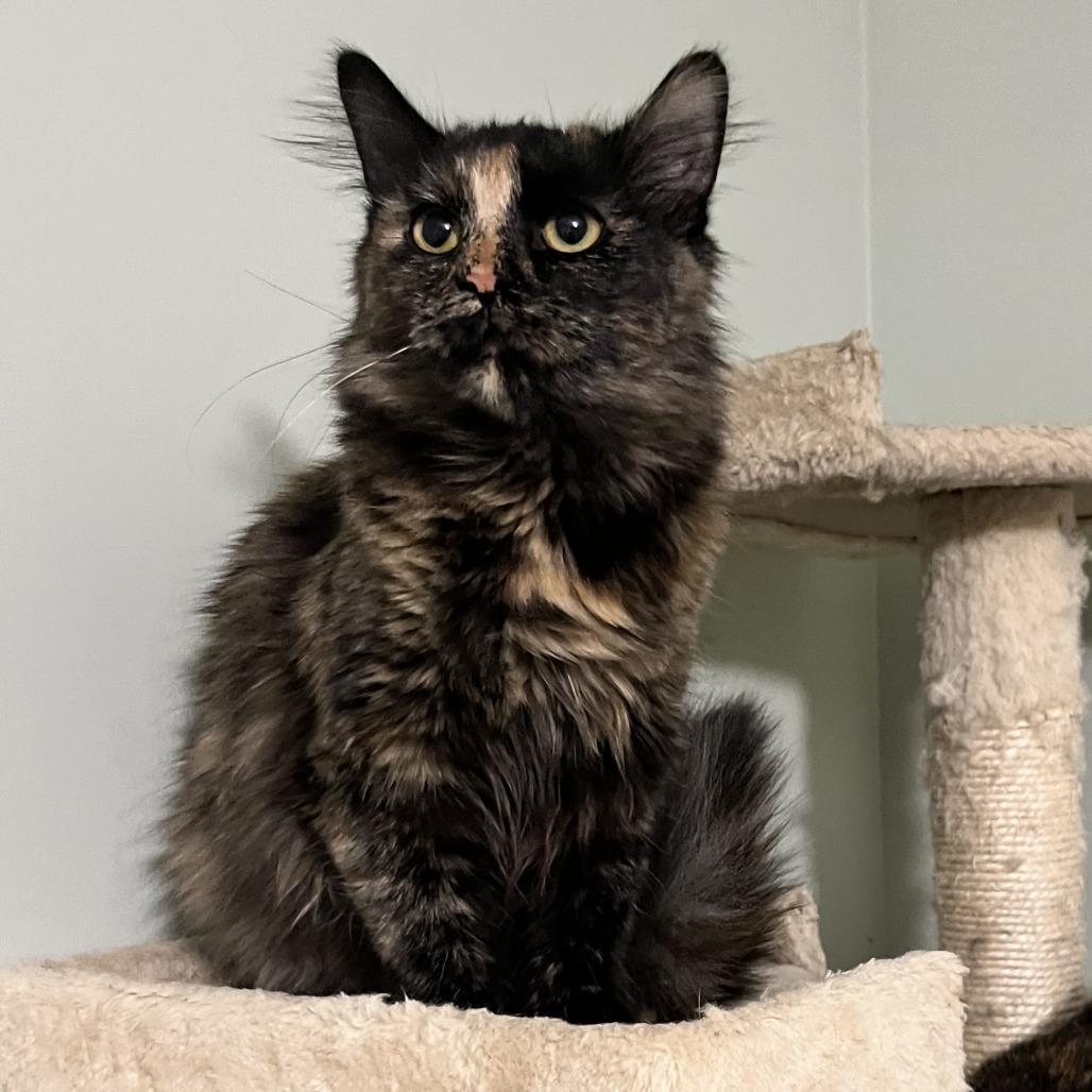 Lillian, a Adoptable Domestic Medium Hair in Bloomington, IL image 2/6
