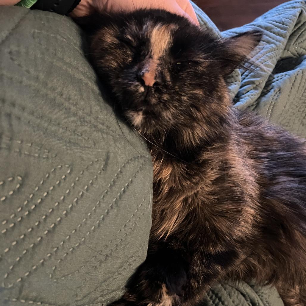 Lillian, a Adoptable Domestic Medium Hair in Bloomington, IL image 3/6