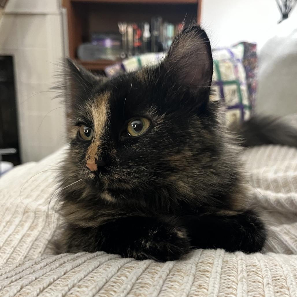 Lillian, a Adoptable Domestic Medium Hair in Bloomington, IL image 4/6