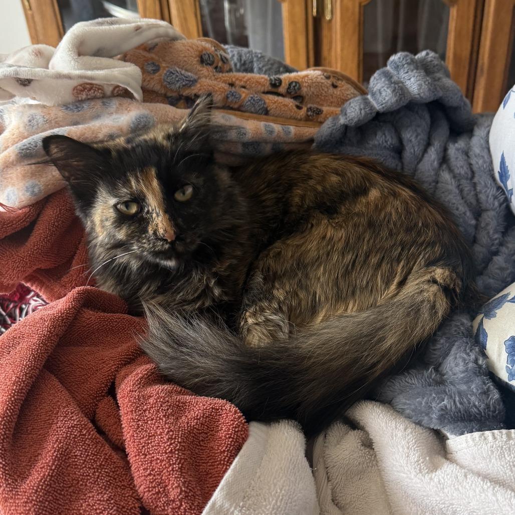 Lillian, a Adoptable Domestic Medium Hair in Bloomington, IL image 5/6