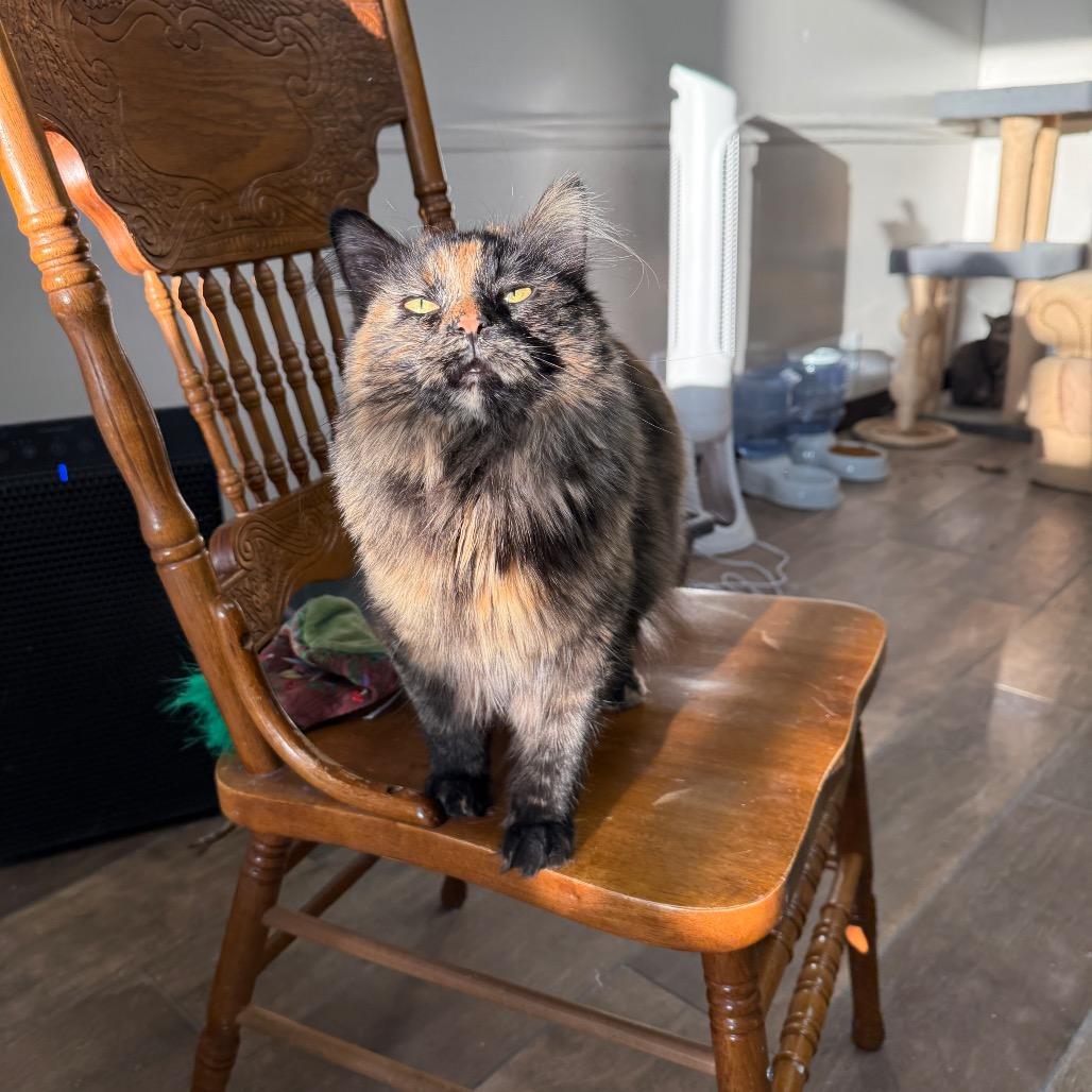 Lillian, a Adoptable Domestic Medium Hair in Bloomington, IL image 1/6