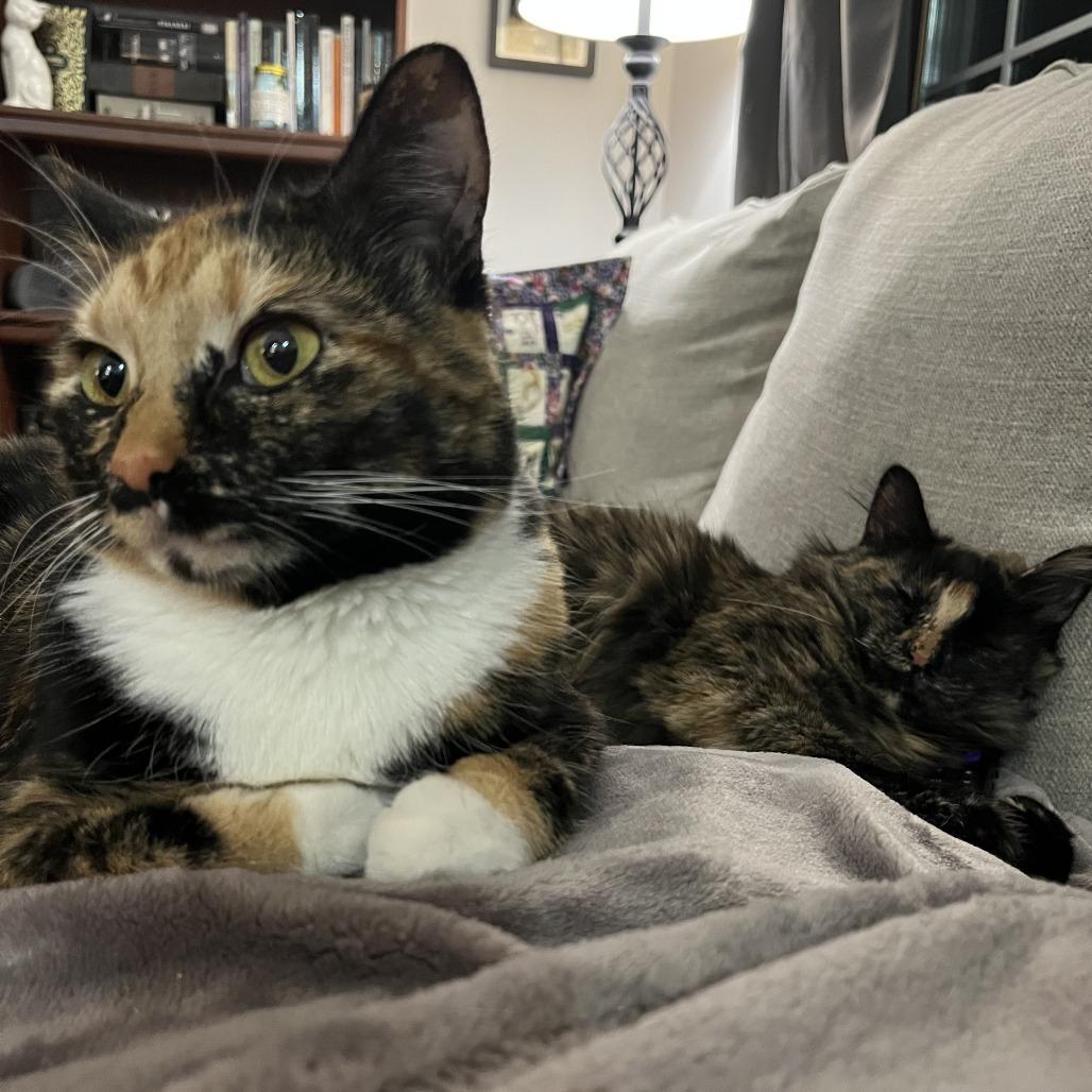 Lillian, a Adoptable Domestic Medium Hair in Bloomington, IL image 6/6