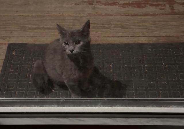 Lumi, Adoptable, Young Female Domestic Short Hair.
