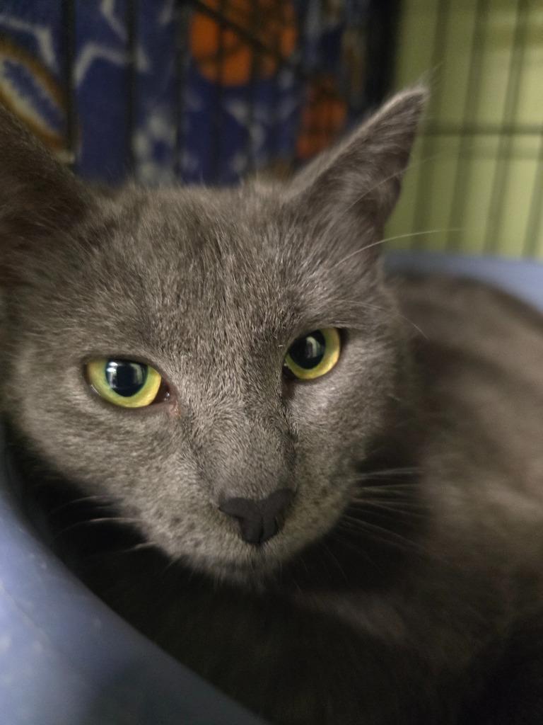 Enlarge Lumi, a Adoptable mixed breed in Auburn, IN image 2/2