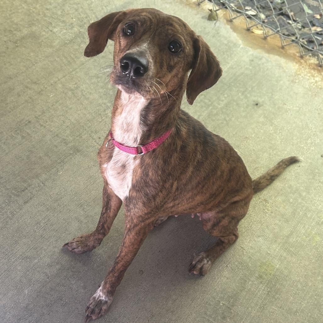 Enlarge Lena, a Adoptable Mixed Breed in Greenville, PA image 1/4