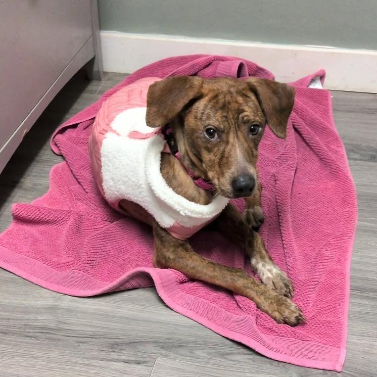 Enlarge Lena, a Adoptable Mixed Breed in Greenville, PA image 2/4