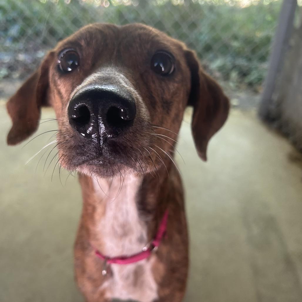 Enlarge Lena, a Adoptable Mixed Breed in Greenville, PA image 3/4